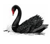 The Black Swan | Heart of Initiate - Shamanic